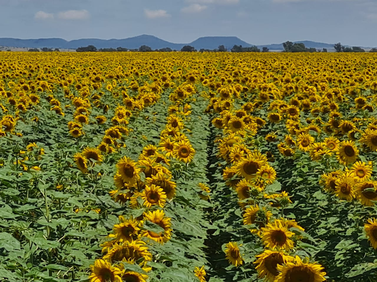 2 139 ha Farm for Sale – Bloemfontein Rural