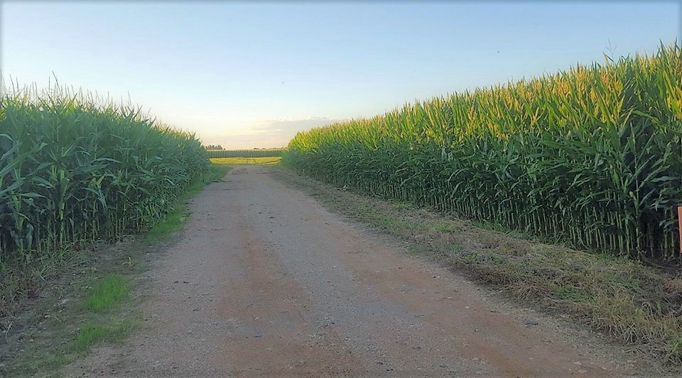 6 Irrigation Farms in the Orange Riet Scheme at Modder River, photo 2