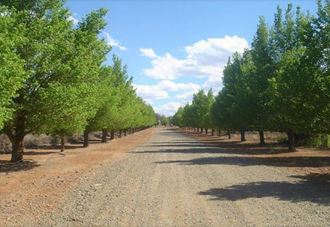 6 Irrigation Farms in the Orange Riet Scheme at Modder River, photo 3