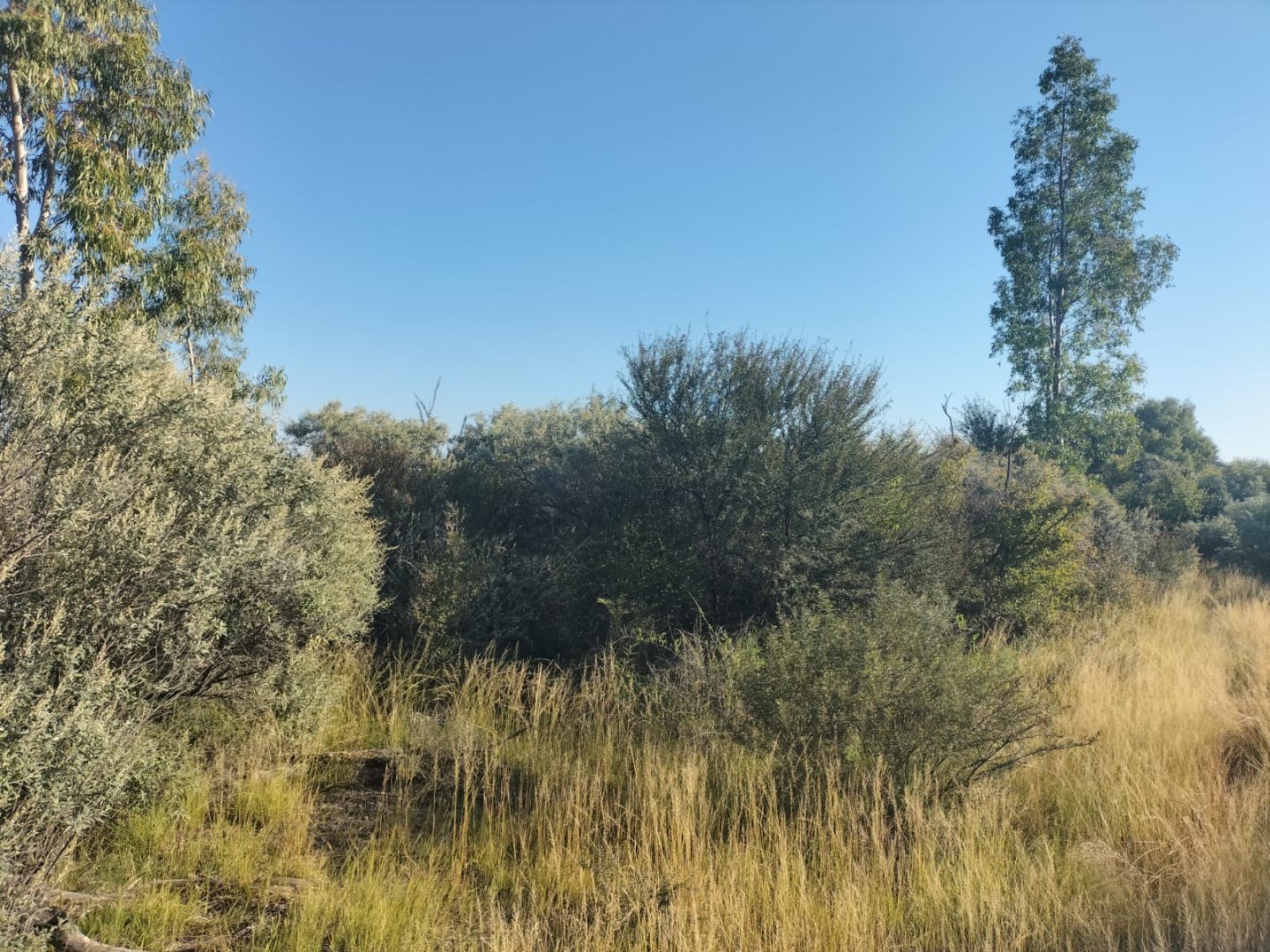 698 ha Cattle Farm for Sale near Kimberley with 7 km N12 Frontage photo 2
