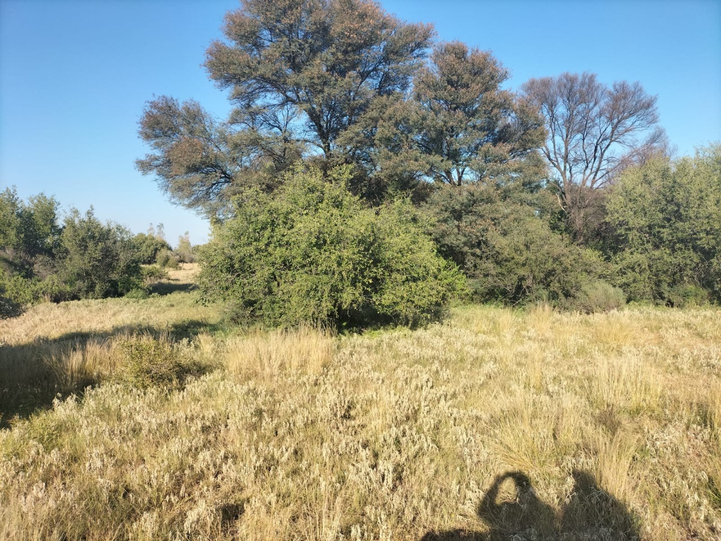 698 ha Cattle Farm for Sale near Kimberley with 7 km N12 Frontage photo 4