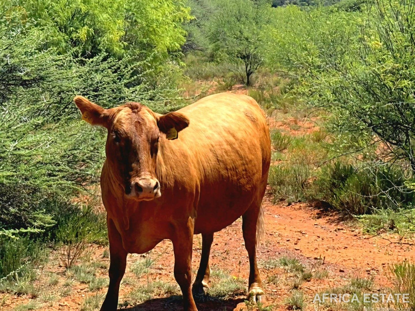 2 425 HA LIVESTOCK AND GAME FARM WITH ESTABLISHED PECAN ORCHARD GRIEKWASTAD photo 4
