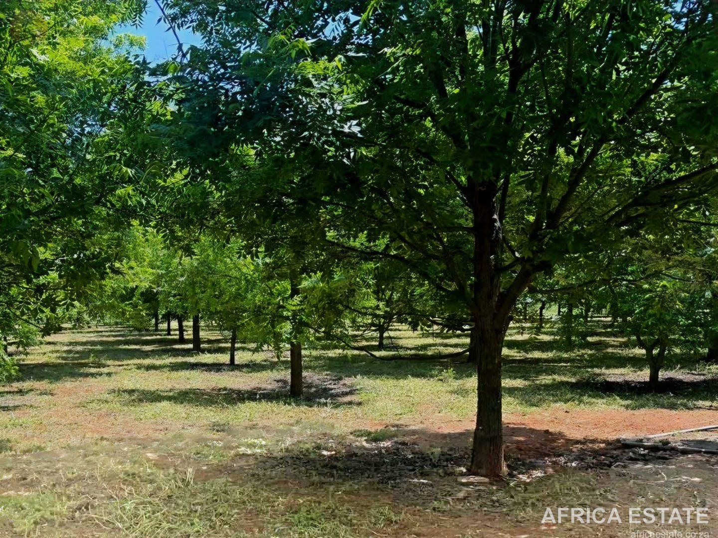 2 425 HA LIVESTOCK AND GAME FARM WITH ESTABLISHED PECAN ORCHARD GRIEKWASTAD photo 3